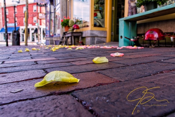 Yellow rose petals on the brick sidewalk. Downtown Portsmouth, NH
