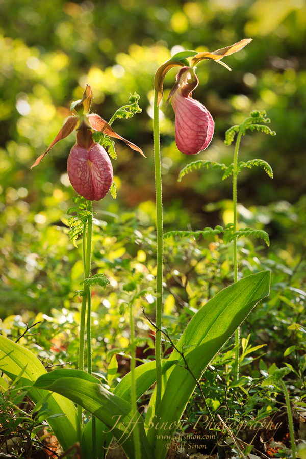 A pair of Pink Lady's Slippers in the morning sun.