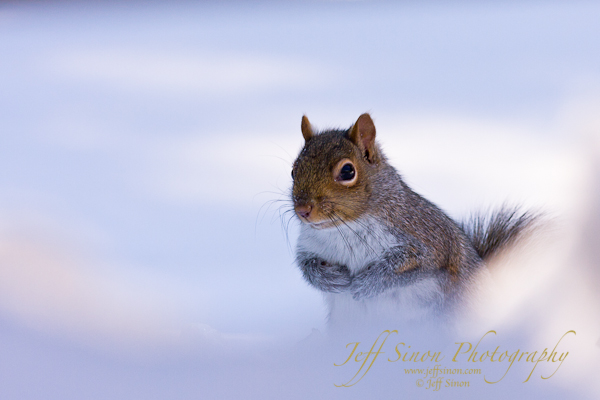 Grey Squirrel In Snow