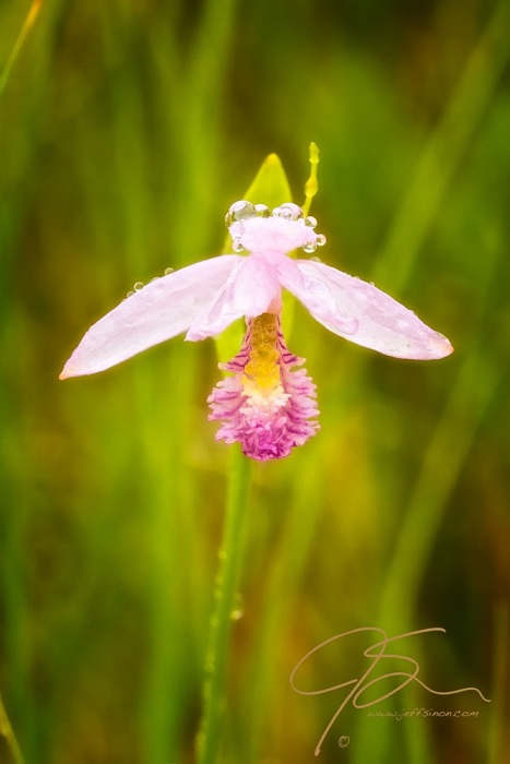 A single pink rose pagonia, a wild orchid found in peat bogs, itsdelicate pink petals covered in morning dew