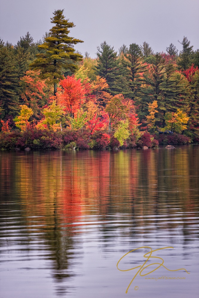 fiery autumn shore on baxter lake, nh