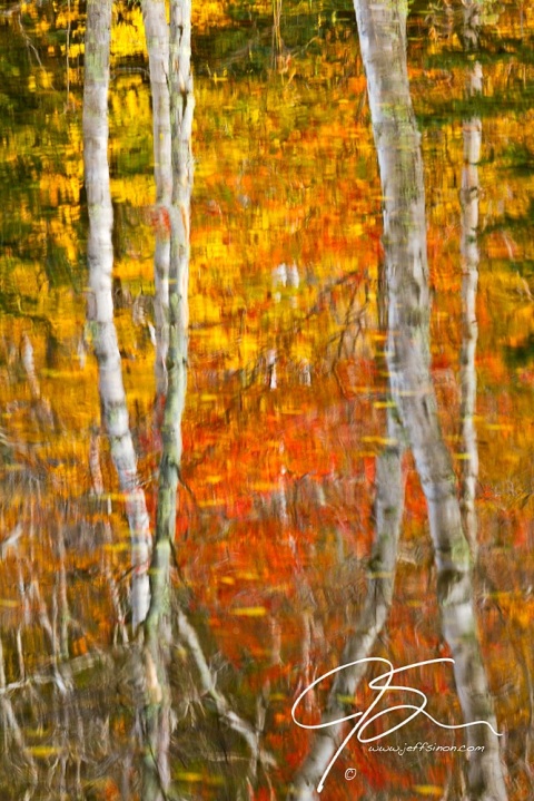 Abstract image of white birch trees surrounded by the fiery reds and oranges of autumn.