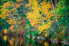 Golden Fall. Chocorua Lake, NH