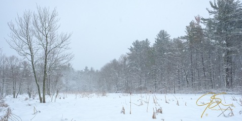 Snow On The Marsh
